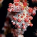 seahorse_pygmy_kbrnr2_v_0124_sul4893.jpg